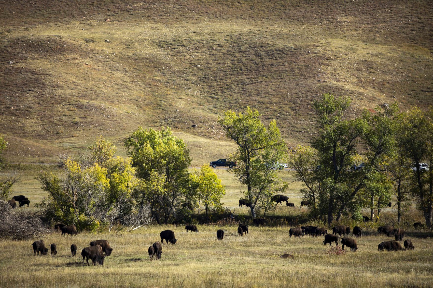 Buffalo 13